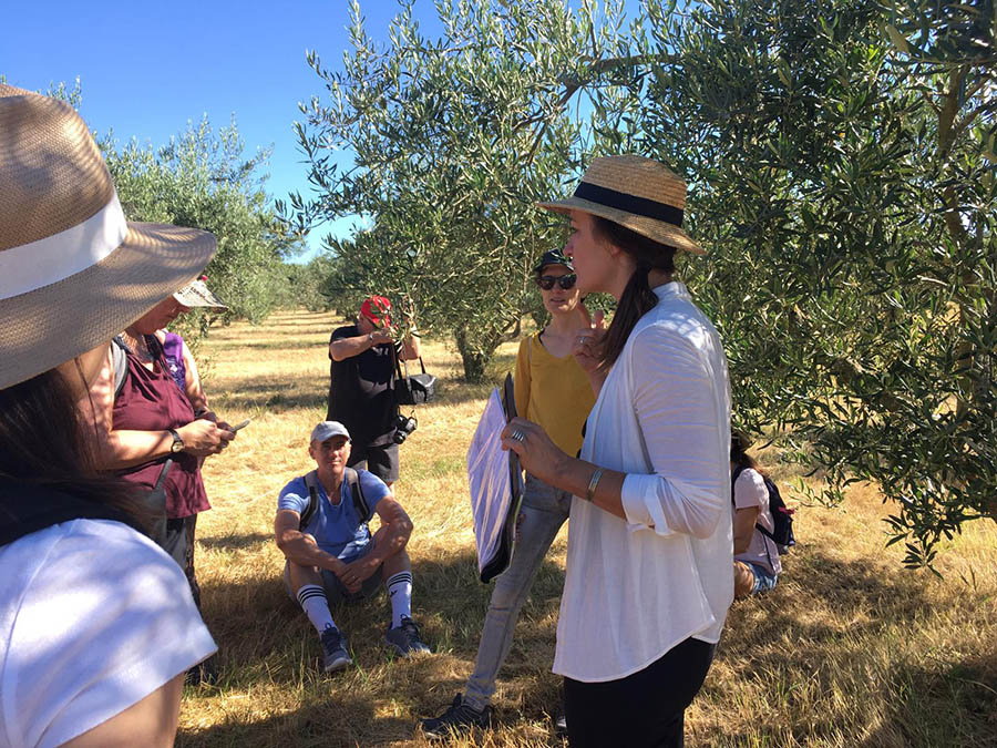 Sous les oliviers-Agritourisme-Lavandes-Domaine les grandes Marges-ReiseTripTours-Culture-Provence